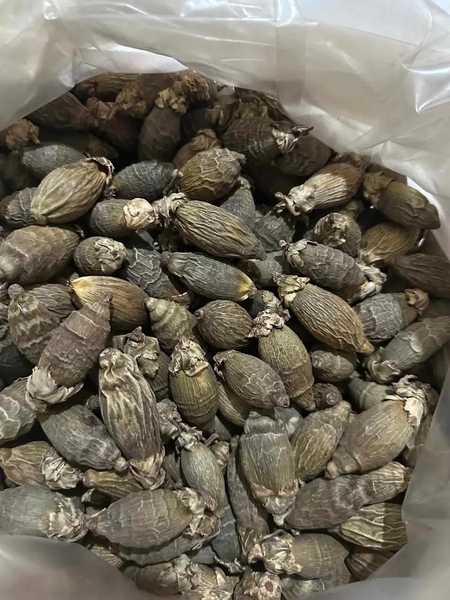 Pinang bon bon kering di dalam kantong plastik.